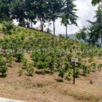 finca cafetera en venta en la leonera