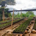 finca cafetera en venta en la leonera