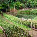 finca cafetera en venta en la leonera