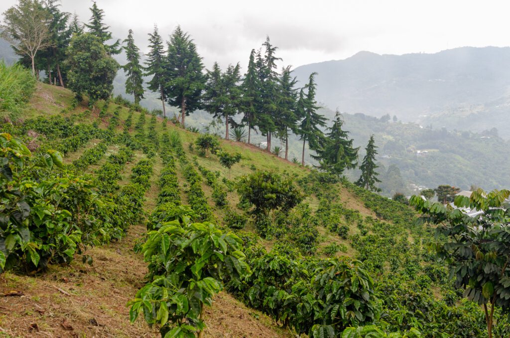 finca cafetera en venta en la leonera valle del cauca