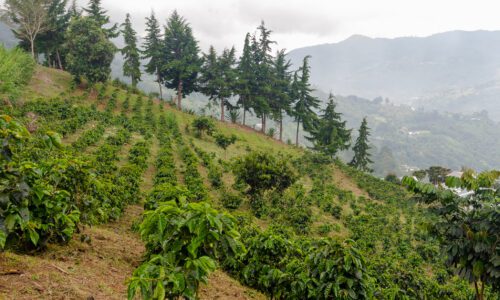 finca cafetera en venta en la leonera valle del cauca